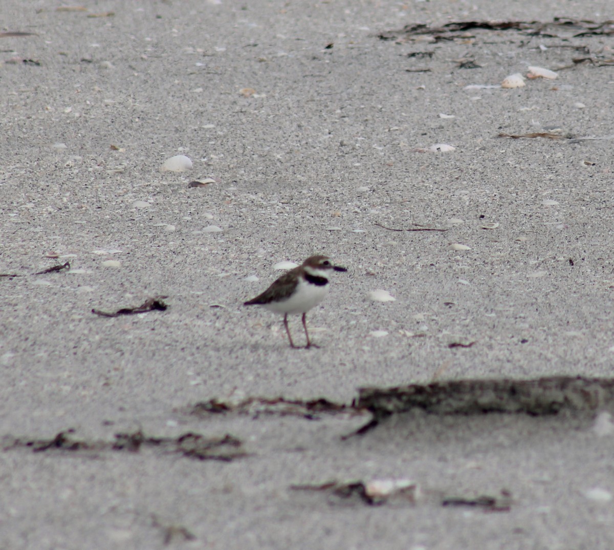 Wilson's Plover - ML638505131