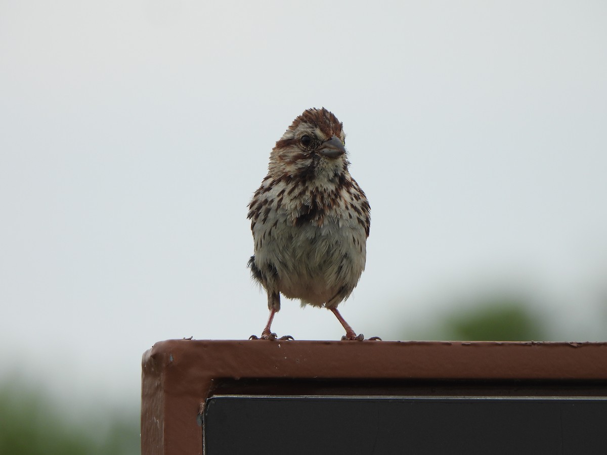 Song Sparrow - ML638505144