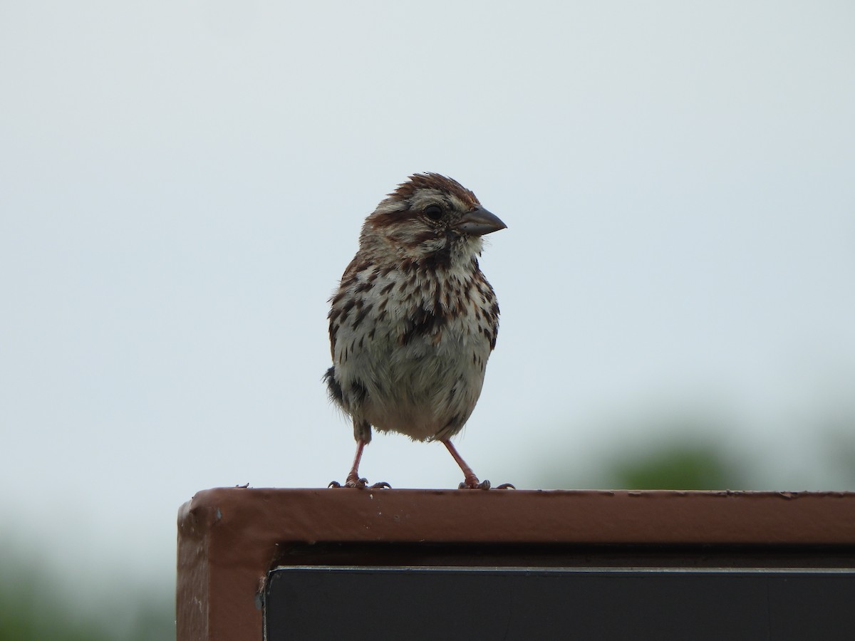 Song Sparrow - ML638505145