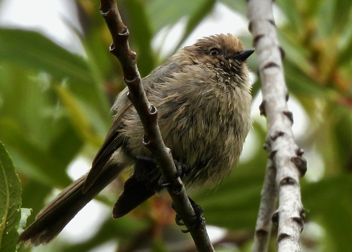 Bushtit - ML638505153