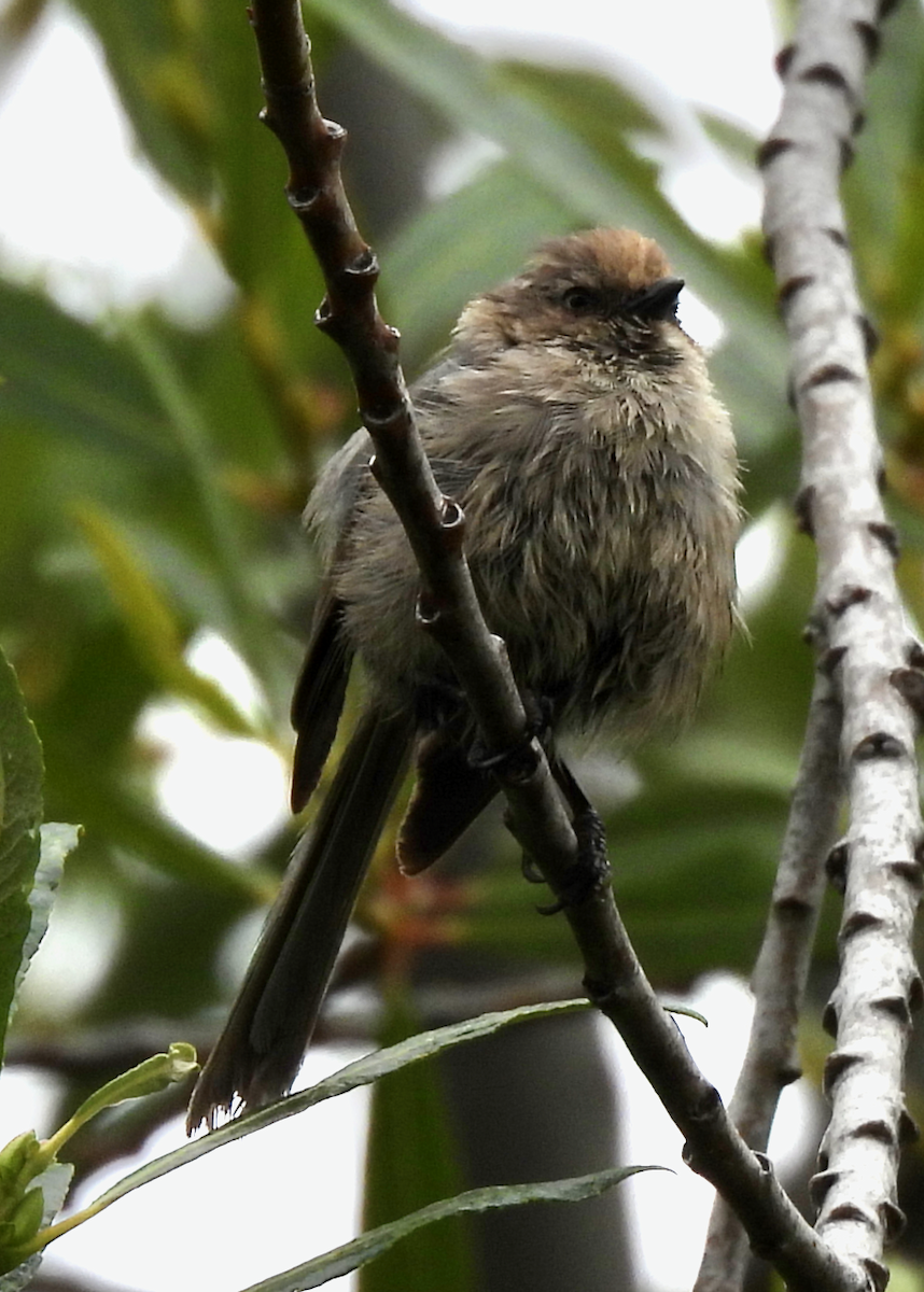 Bushtit - ML638505154