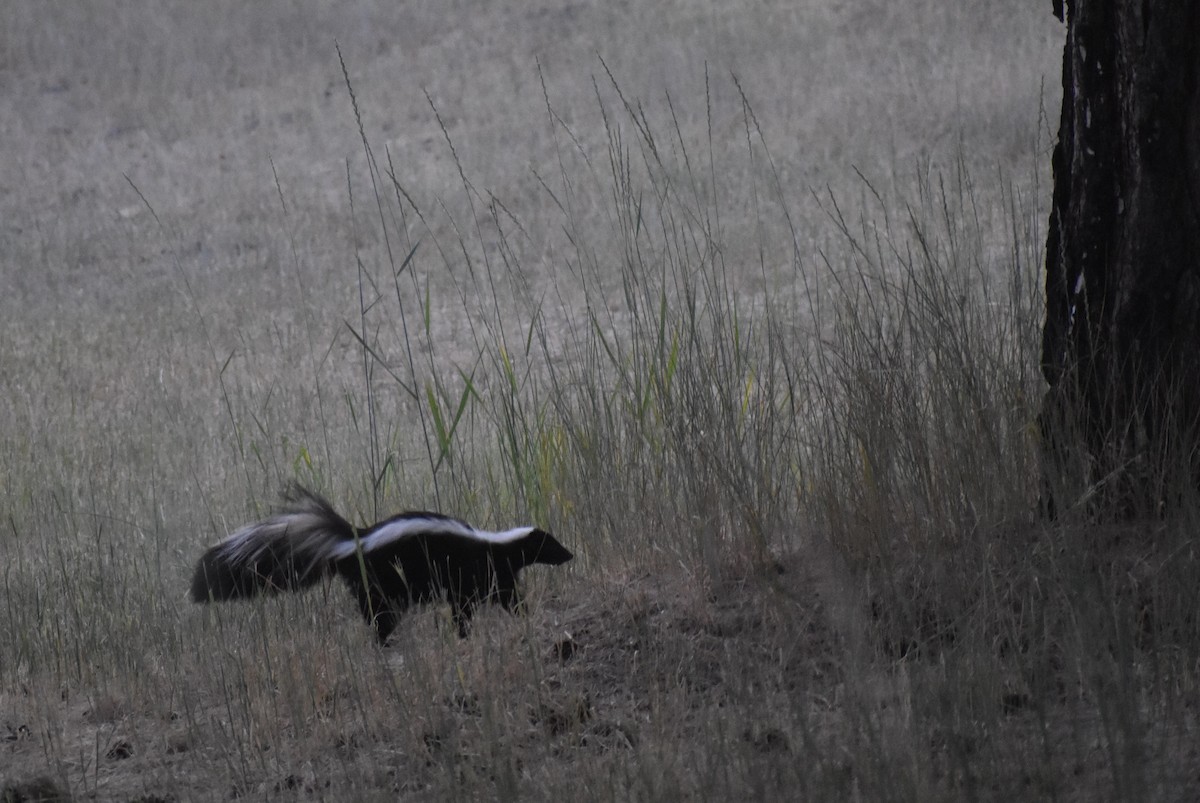 臭鼬 - ML638505156