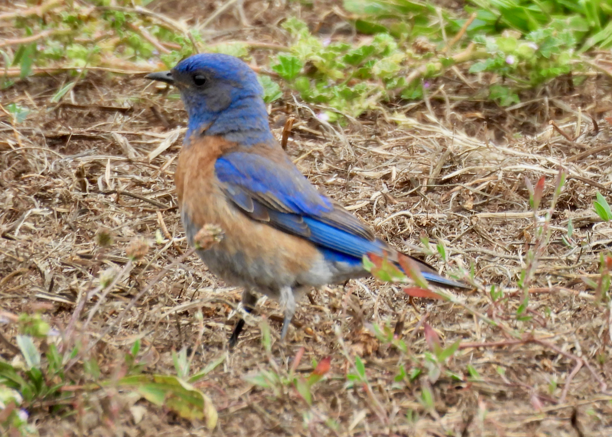 Western Bluebird - ML638505167