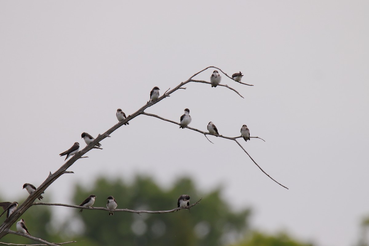 Tree Swallow - ML638505176