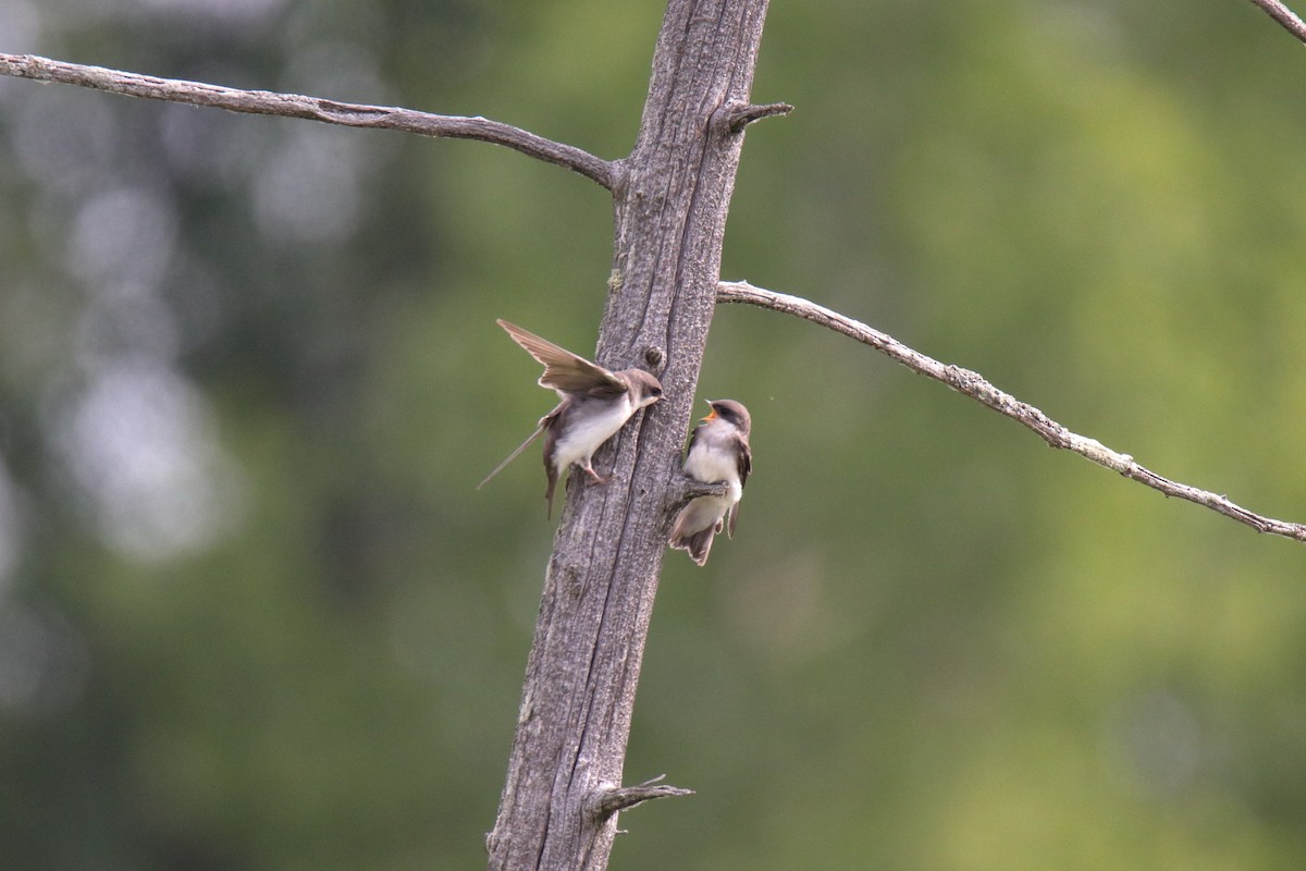 Tree Swallow - ML638505185