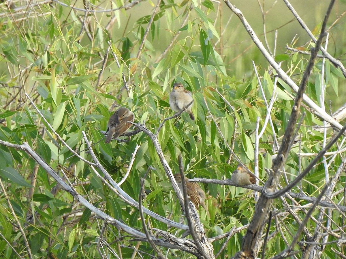 House Sparrow - ML638505214