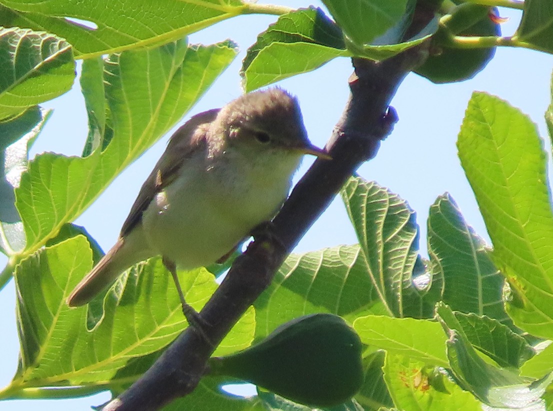 Eastern Olivaceous Warbler - ML638505221