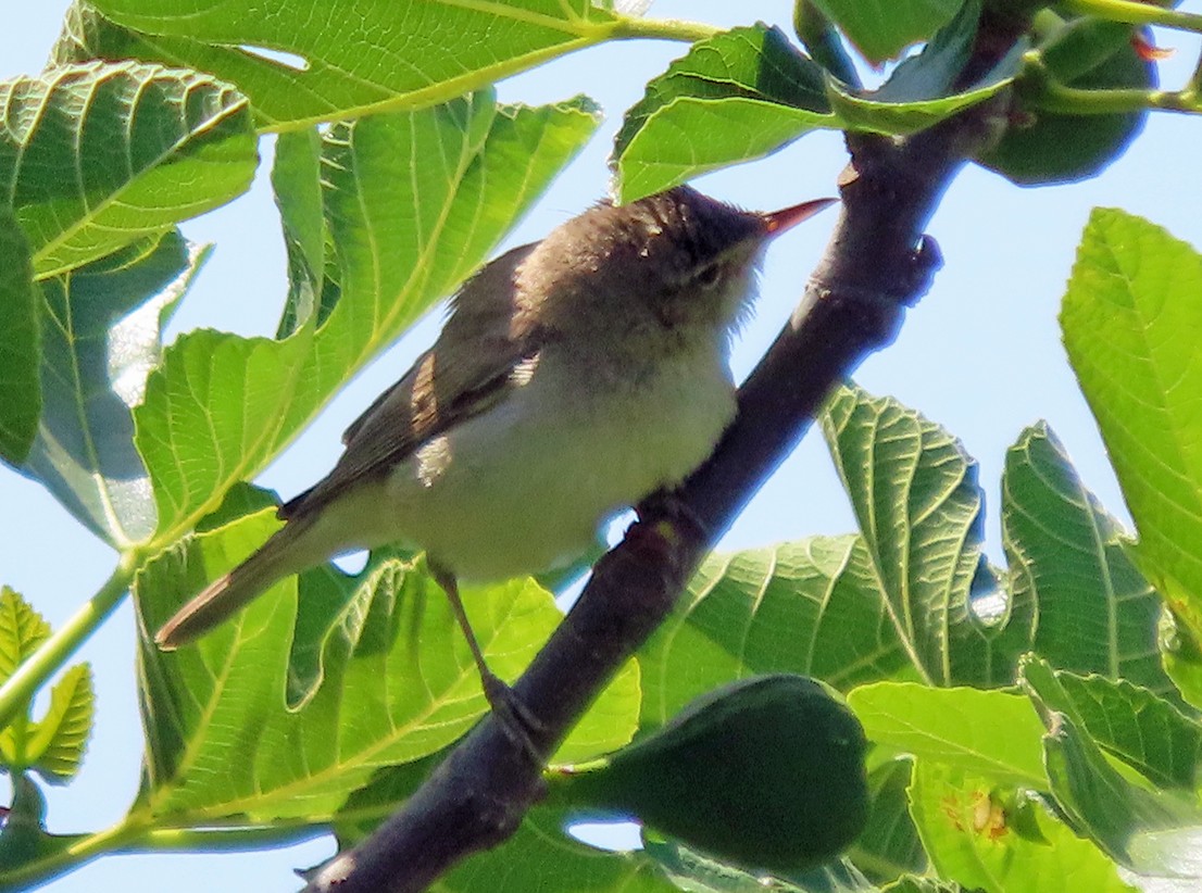 Eastern Olivaceous Warbler - ML638505222
