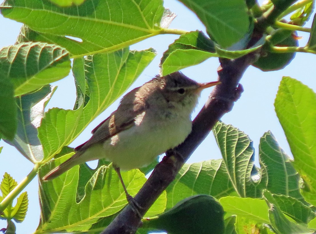 Eastern Olivaceous Warbler - ML638505223