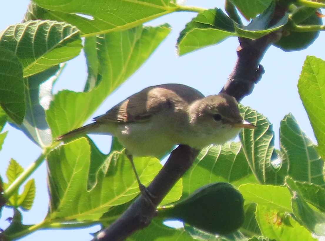 Eastern Olivaceous Warbler - ML638505224