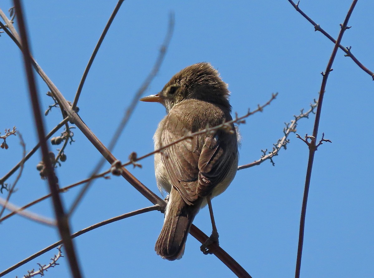 Eastern Olivaceous Warbler - ML638505225