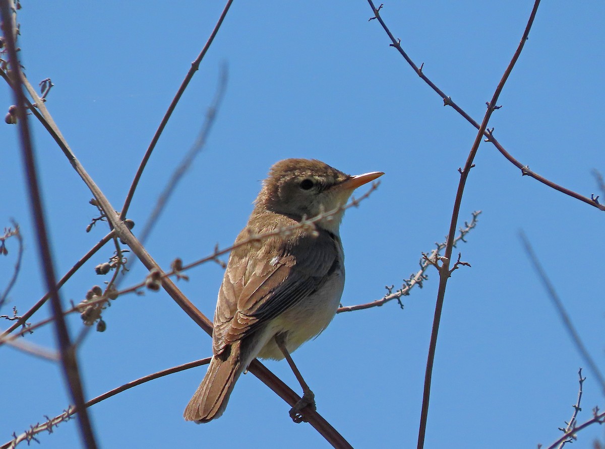 Eastern Olivaceous Warbler - ML638505226