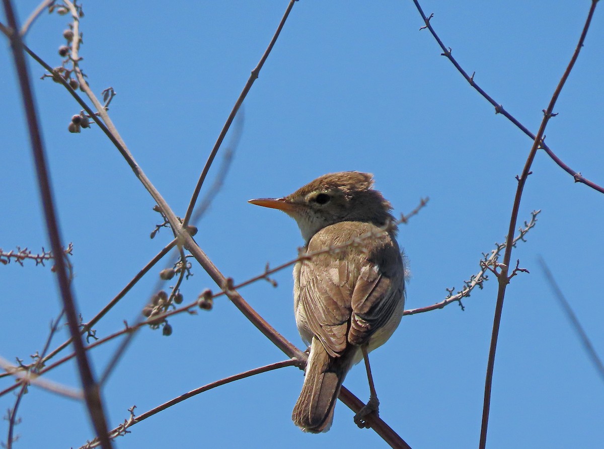 Eastern Olivaceous Warbler - ML638505227
