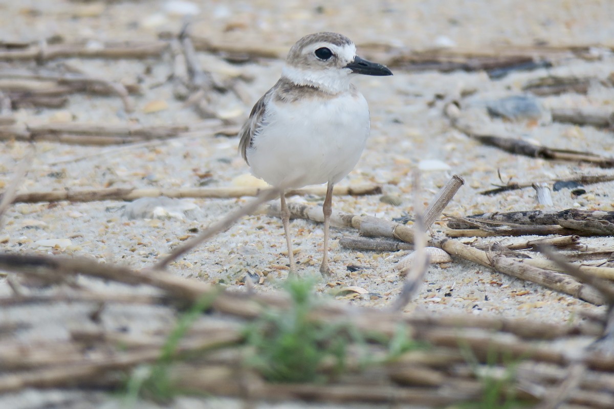 Wilson's Plover - ML638505241
