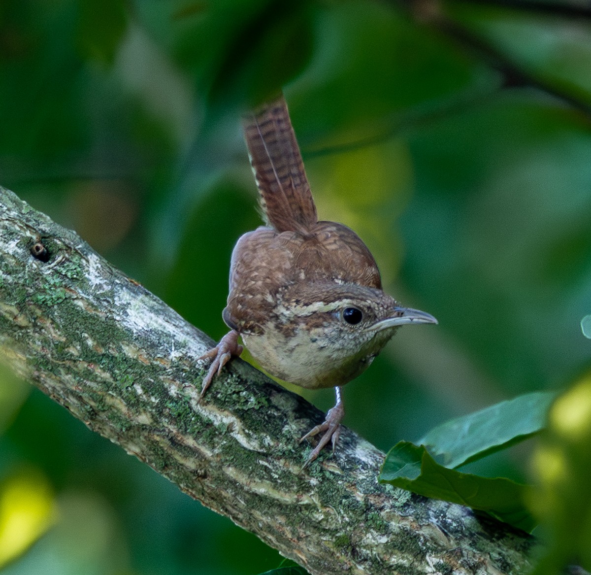 Carolina Wren - ML638505252