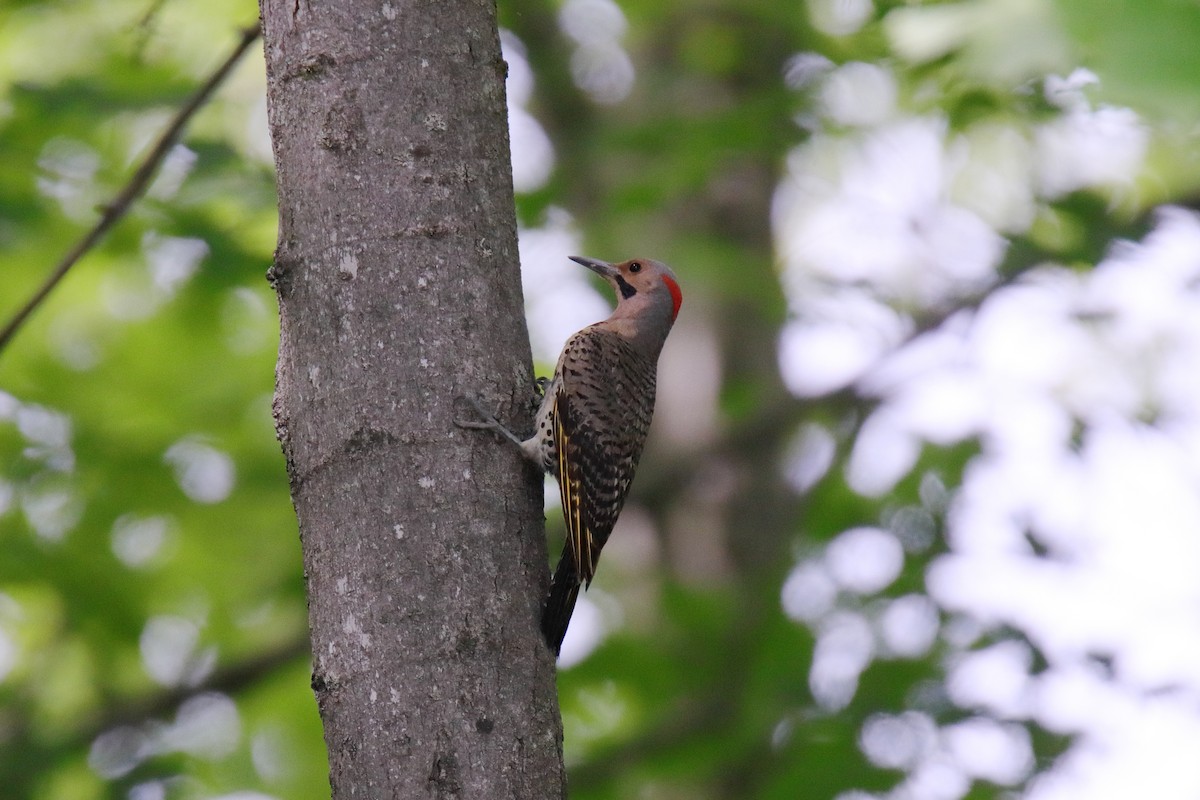 Northern Flicker - ML638505264