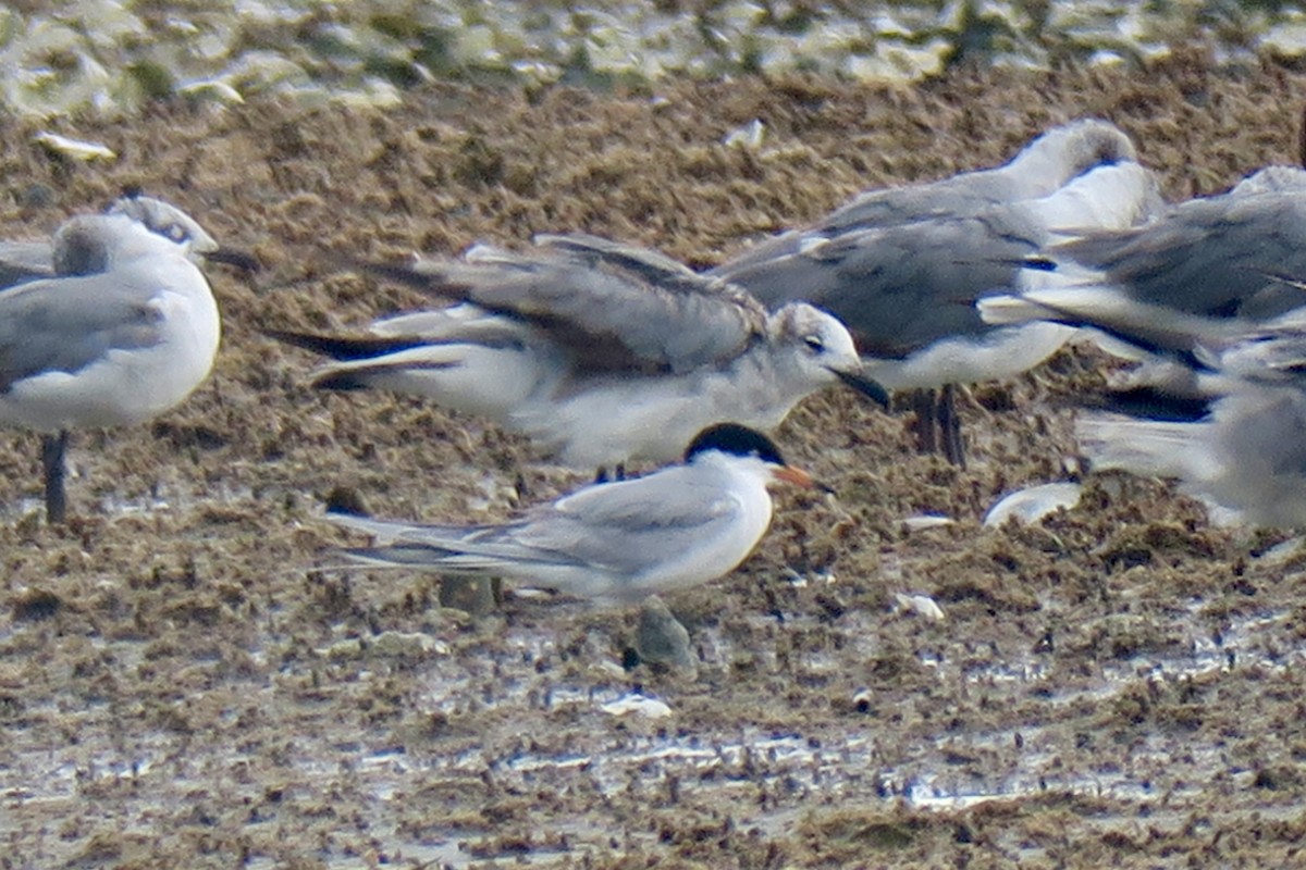 Forster's/Common Tern - ML638505274