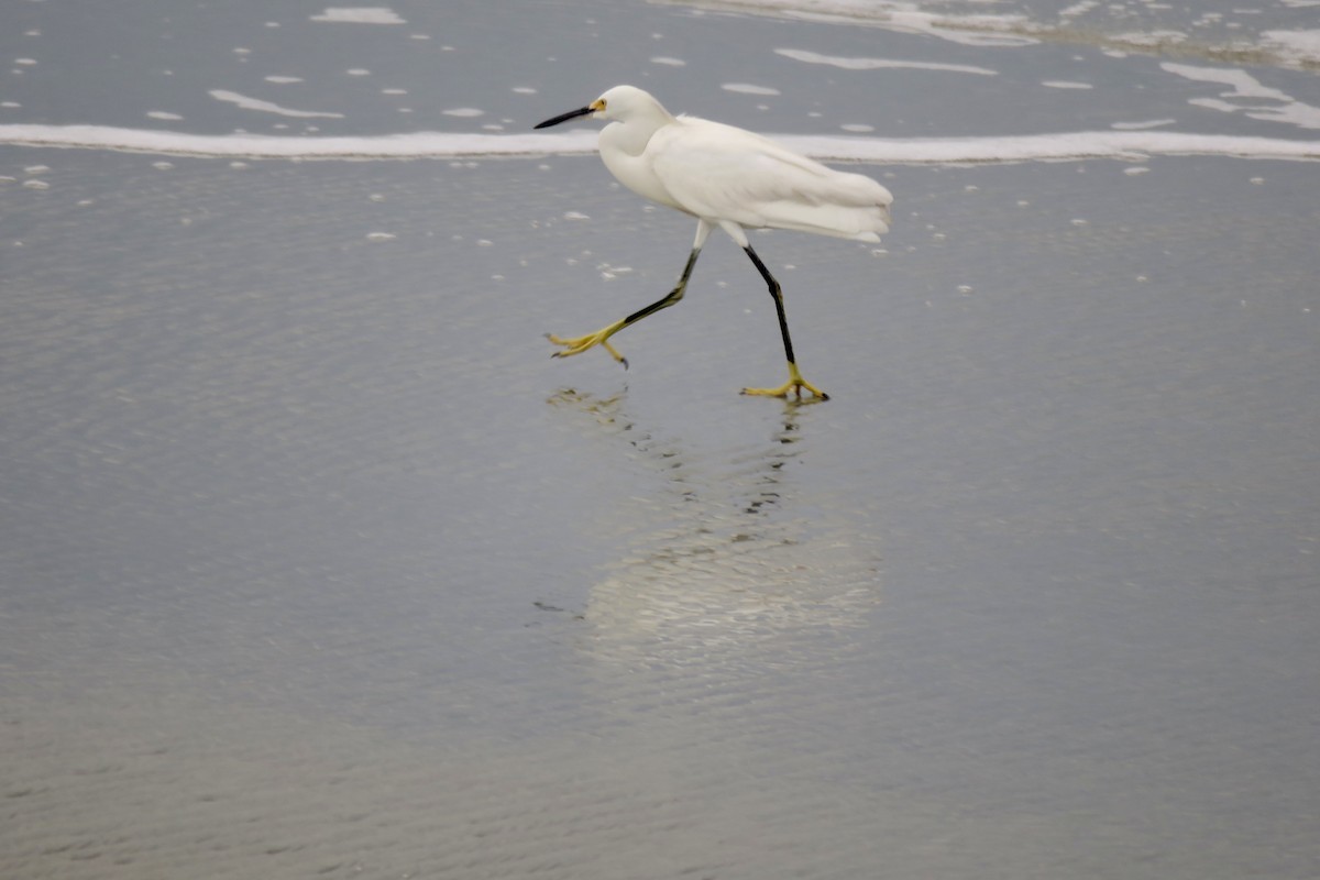 Snowy Egret - ML638505282