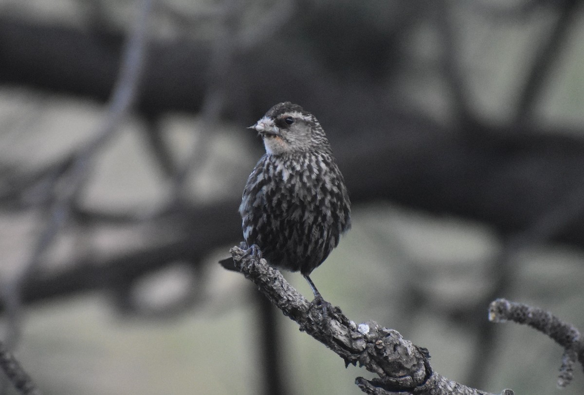 Red-winged Blackbird - ML638505325