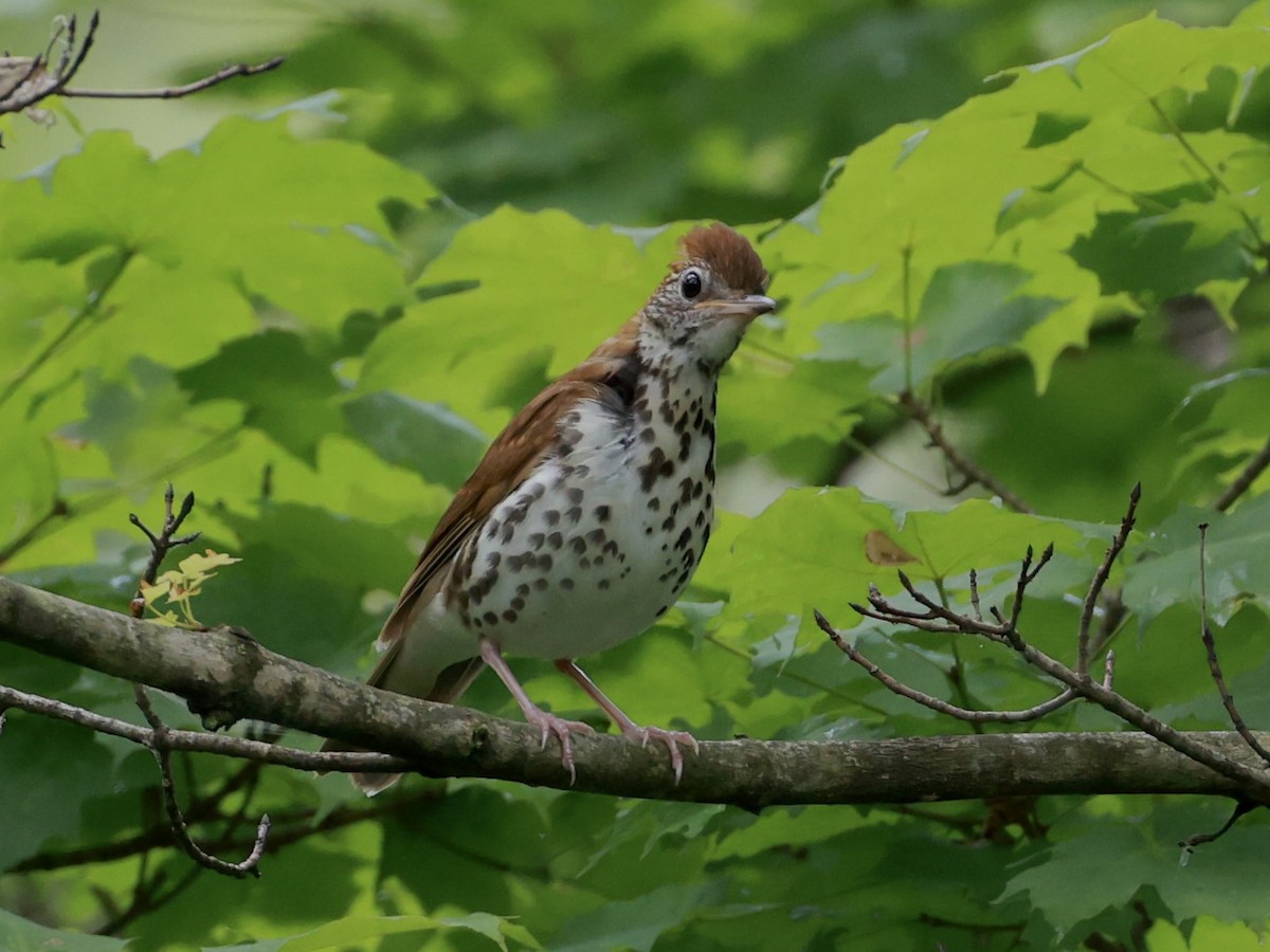 Wood Thrush - ML638505342