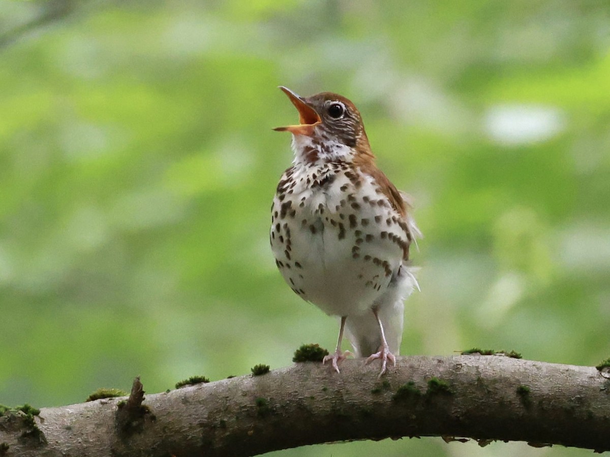 Wood Thrush - ML638505343