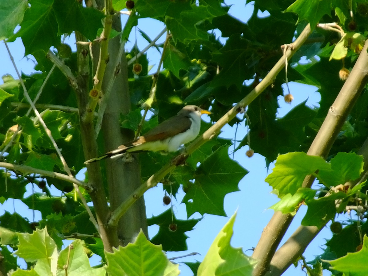 Yellow-billed Cuckoo - ML638505361