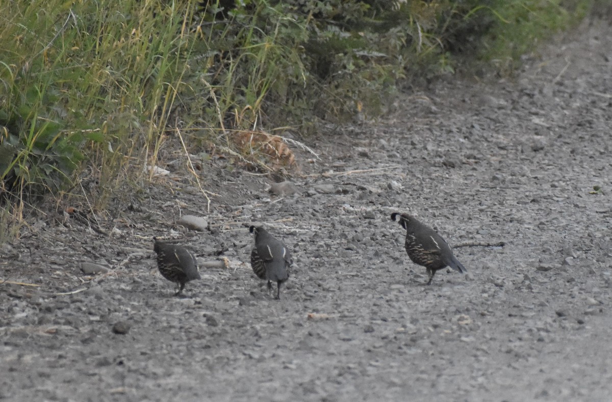 California Quail - ML638505367