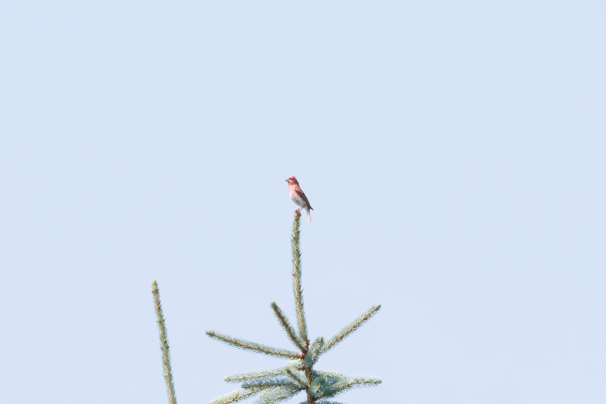 Purple Finch - ML638505393