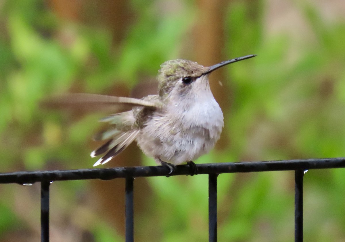 Costa's Hummingbird - ML638505411