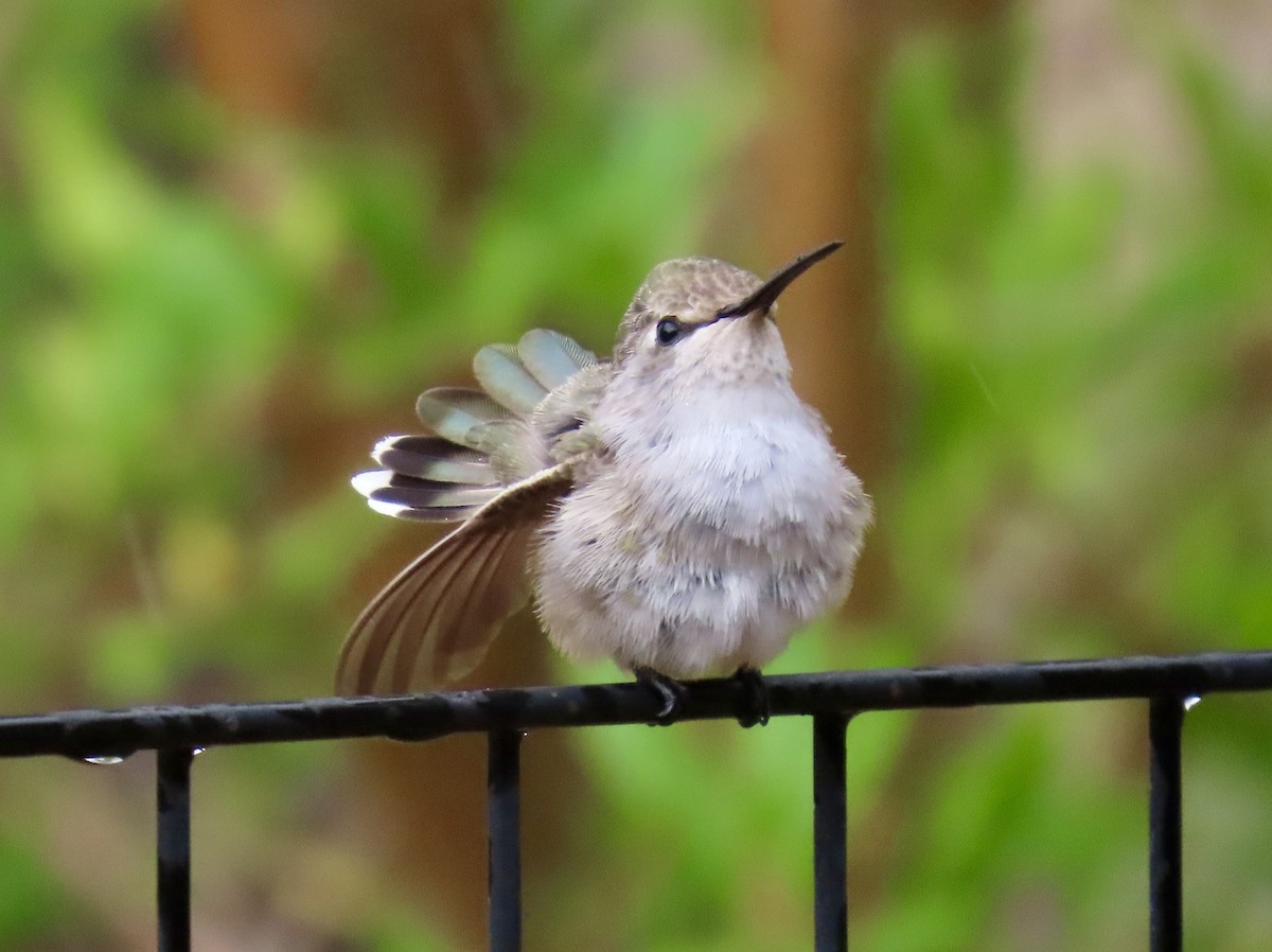 Costa's Hummingbird - ML638505412