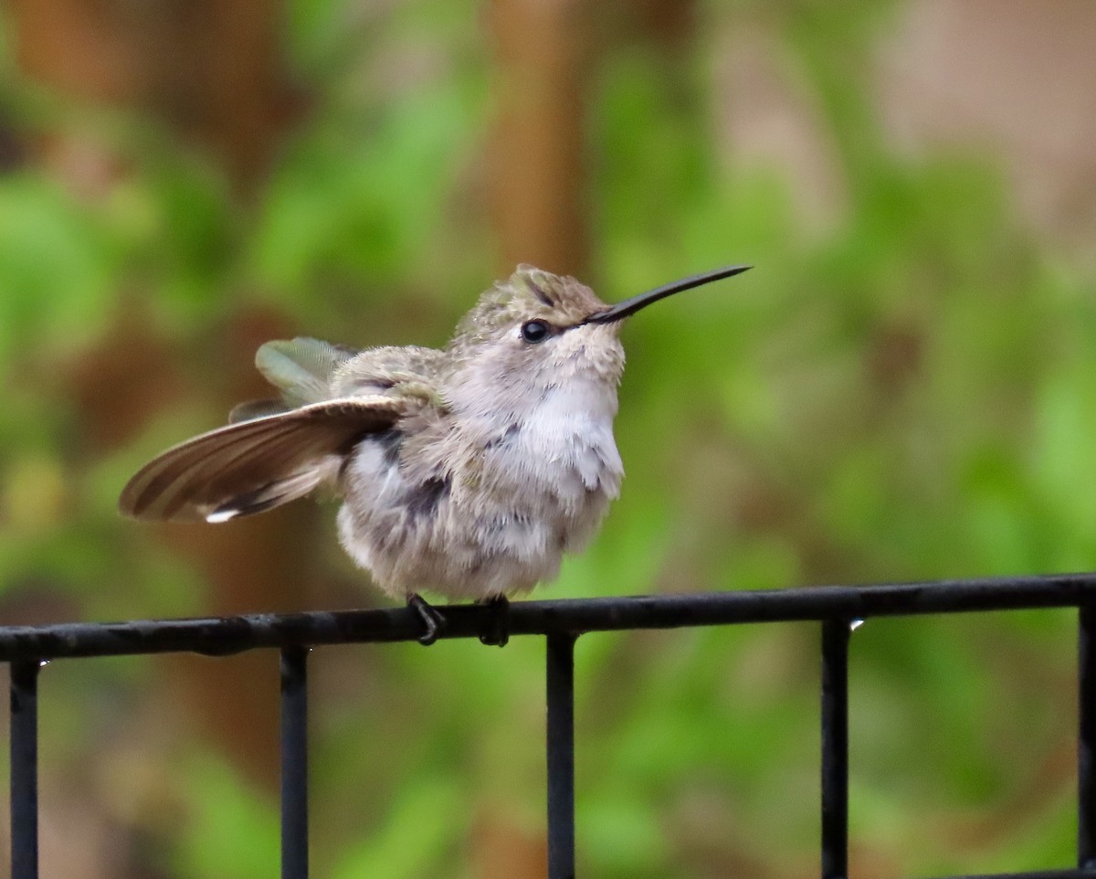 Costa's Hummingbird - ML638505413
