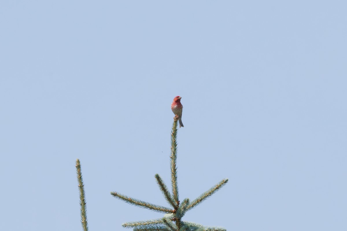Purple Finch - ML638505420