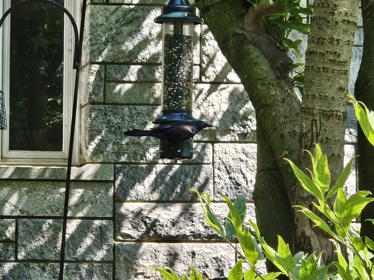Common Grackle - ML638505454