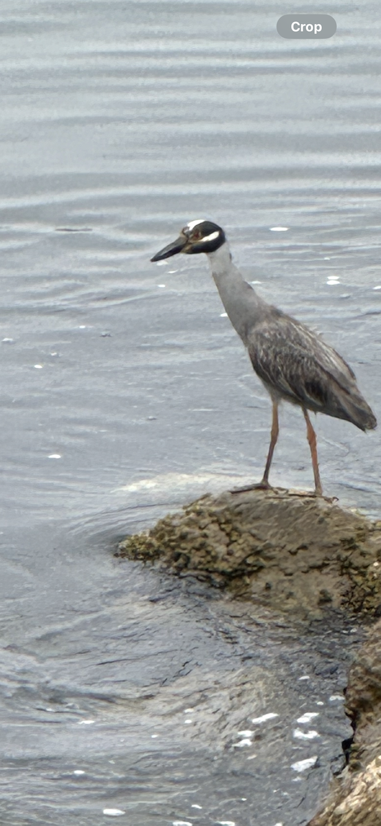 Krabbenreiher - ML638505475