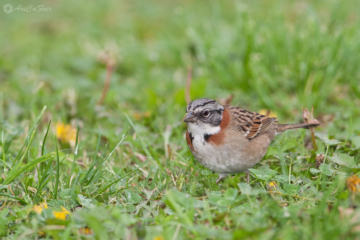 Rufous-collared Sparrow (Rufous-collared) - Ariel Cabrera Foix