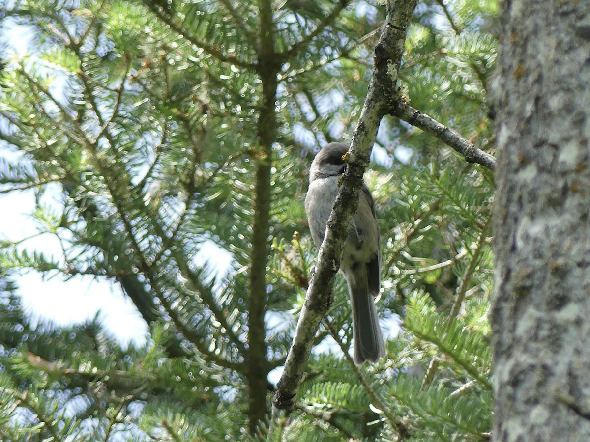 Boreal Chickadee - ML638505522
