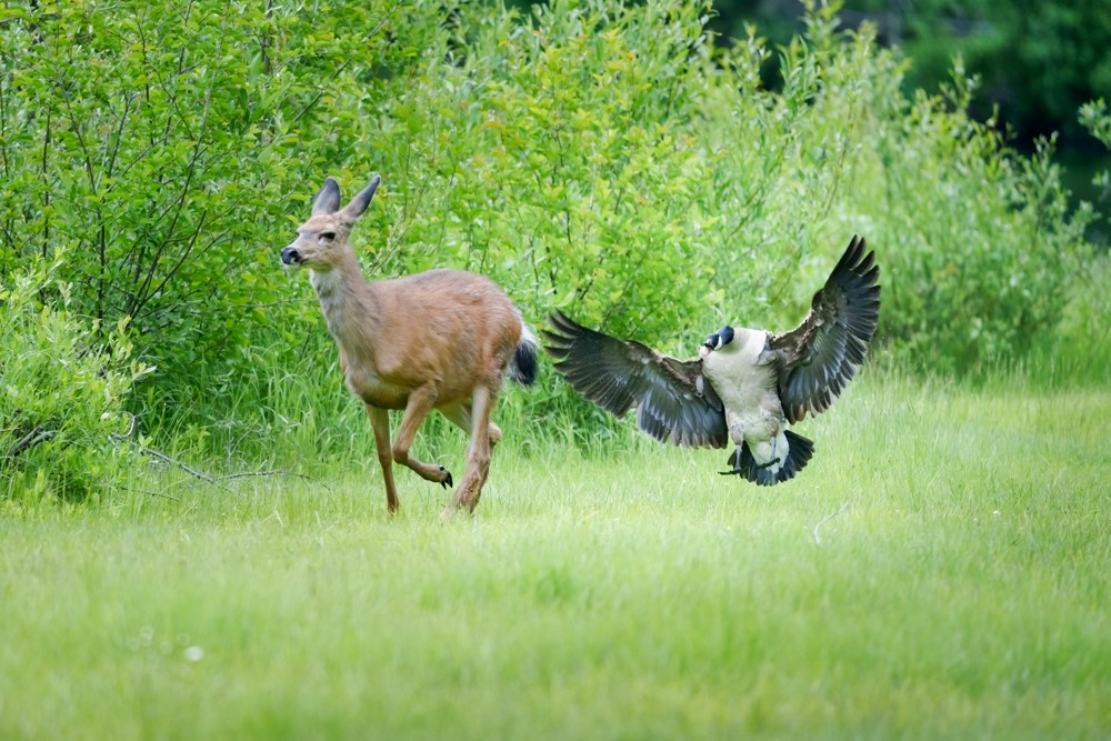 Canada Goose - ML638505556