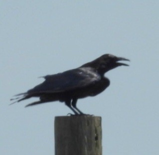 Common Raven - ML638505566