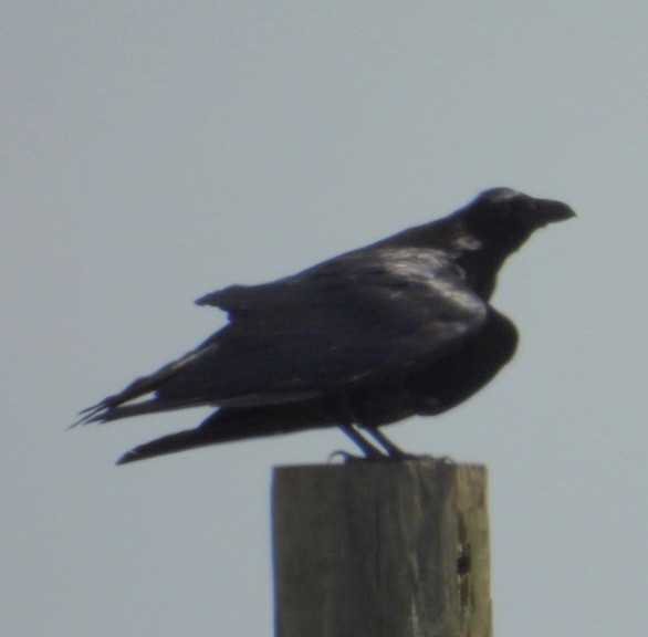 Common Raven - ML638505567