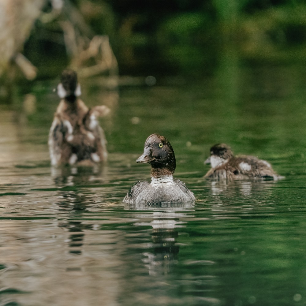 Barrow's Goldeneye - ML638505573