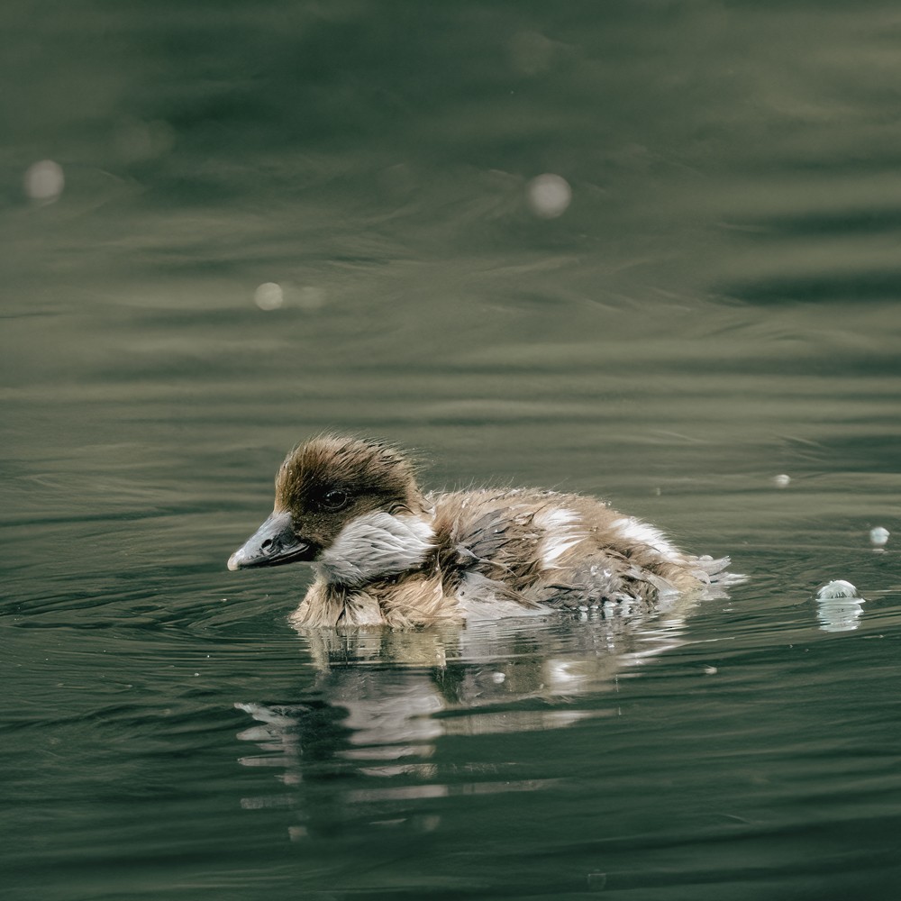 Barrow's Goldeneye - ML638505575