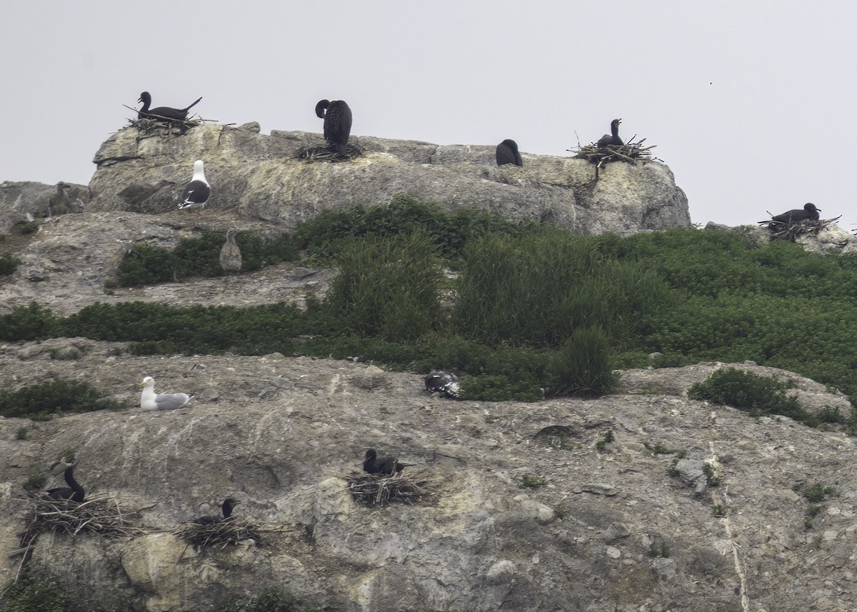 Double-crested Cormorant - ML638505582