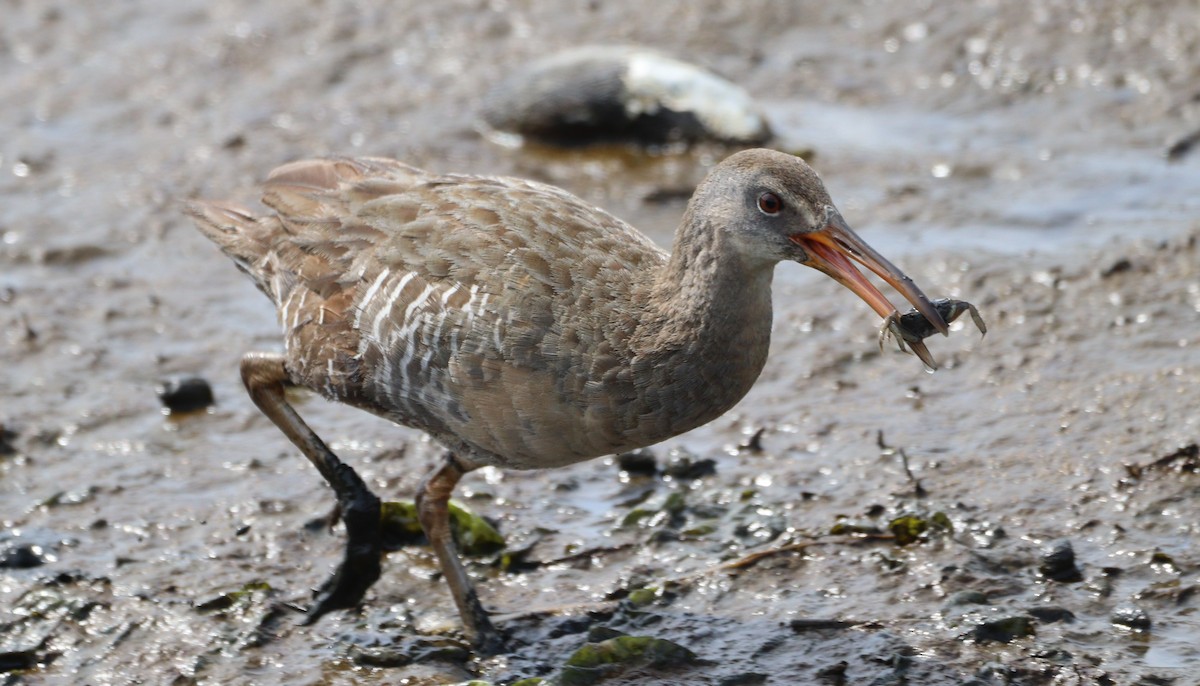 Clapper Rail - ML638505592