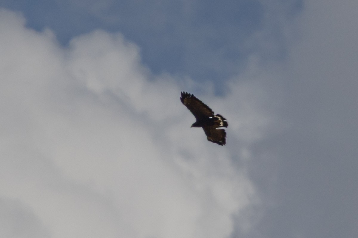 Common Black Hawk - ML638505610