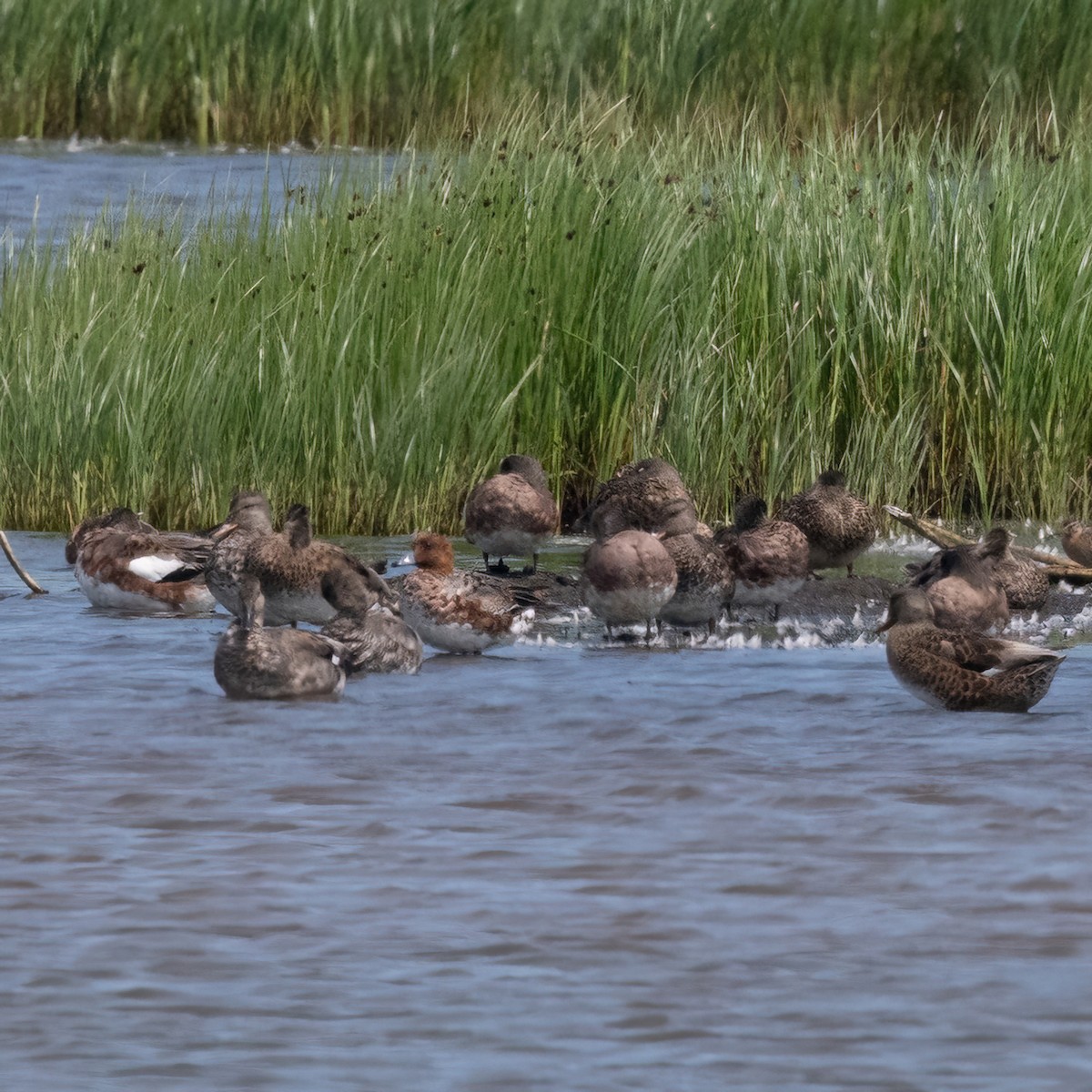 Eurasian Wigeon - ML638505618