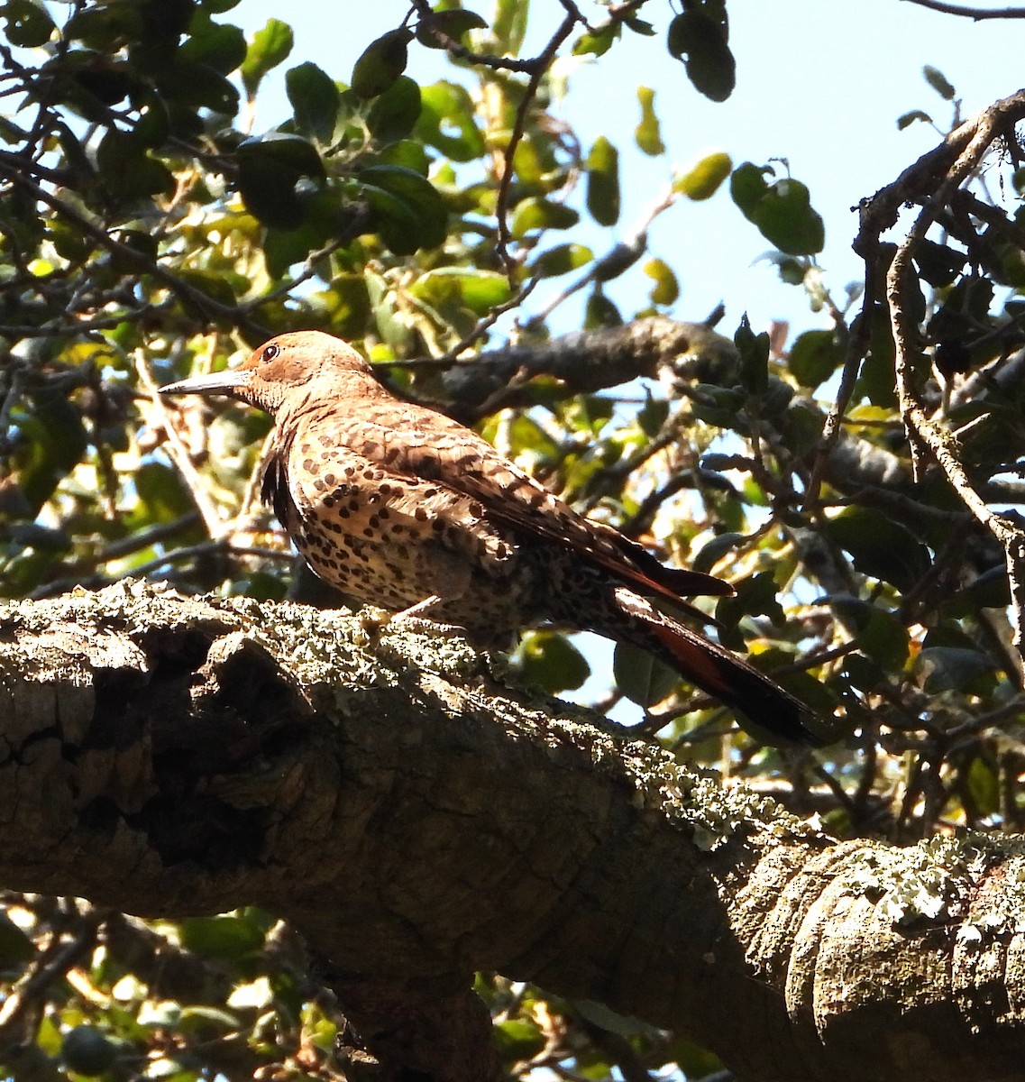 Northern Flicker - ML638505700