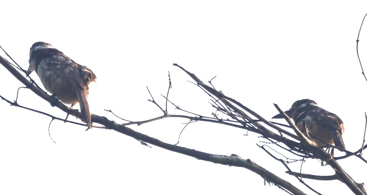 Russet-throated Puffbird - ML638505704