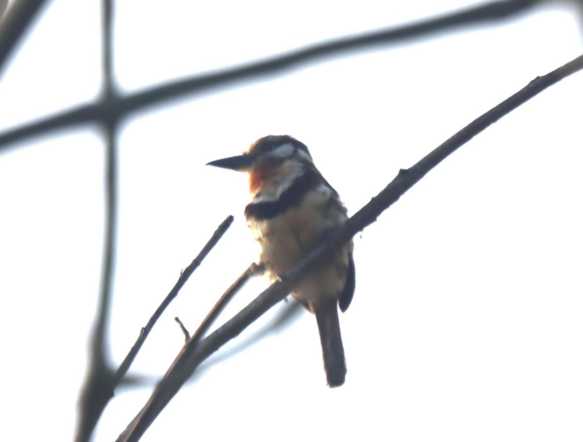 Russet-throated Puffbird - ML638505705
