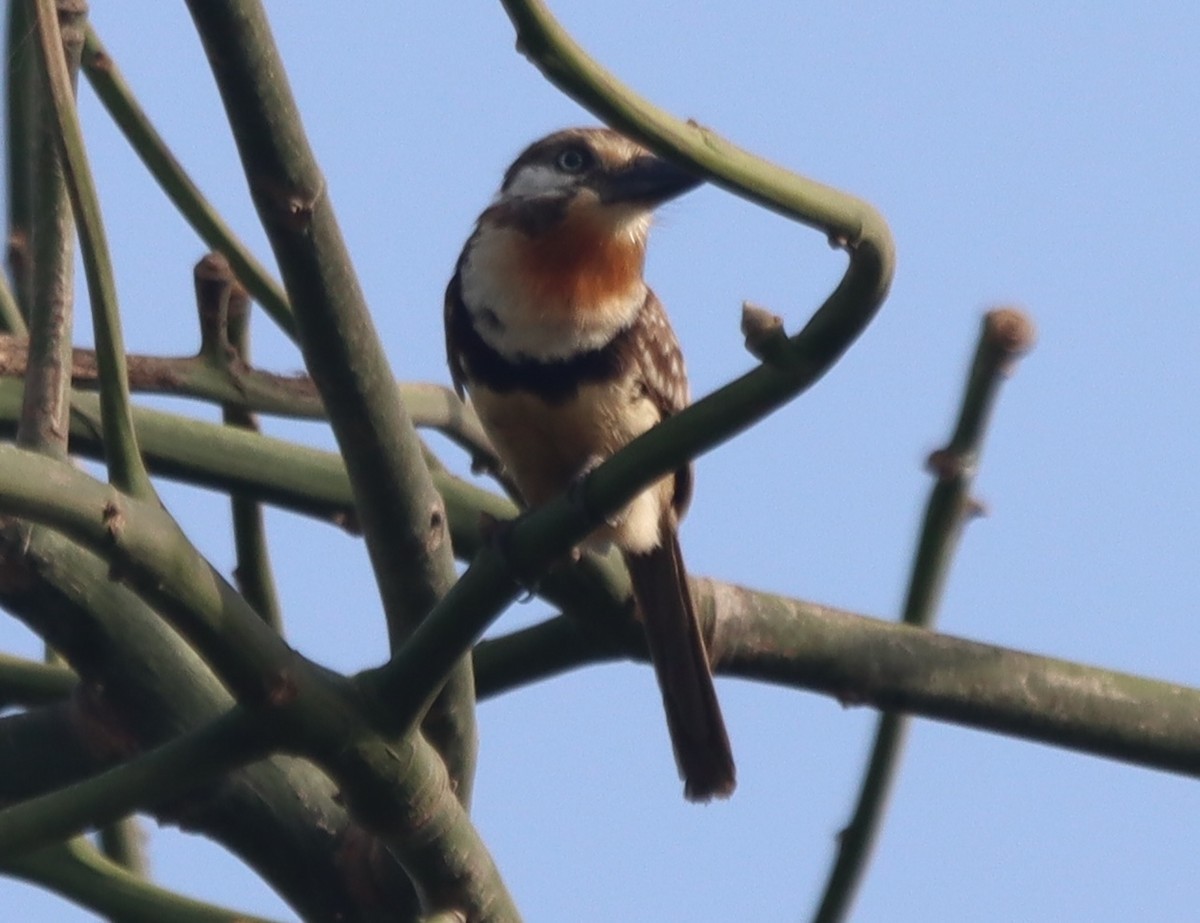 Russet-throated Puffbird - ML638505710
