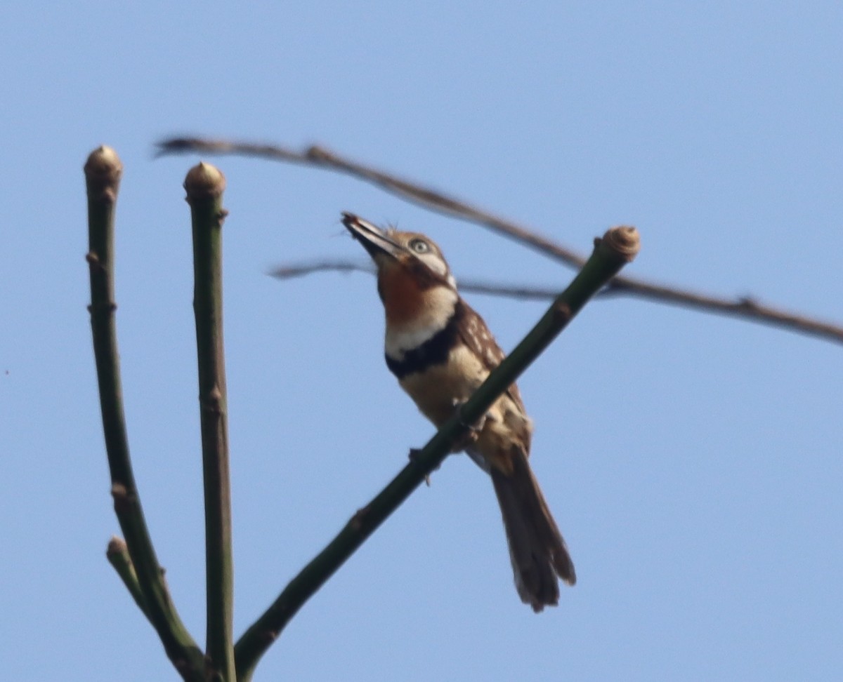 Russet-throated Puffbird - ML638505711
